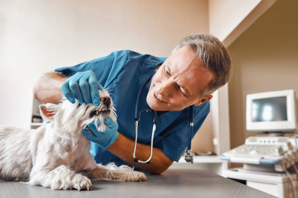 Best Mobile Emergency Dentist in North Royalton, OH